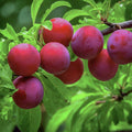 American Plum Seedling 8-14 inches Prunus americana Native Fruit Tree Live Plant - No Shipments to CA, HI, OR, WA