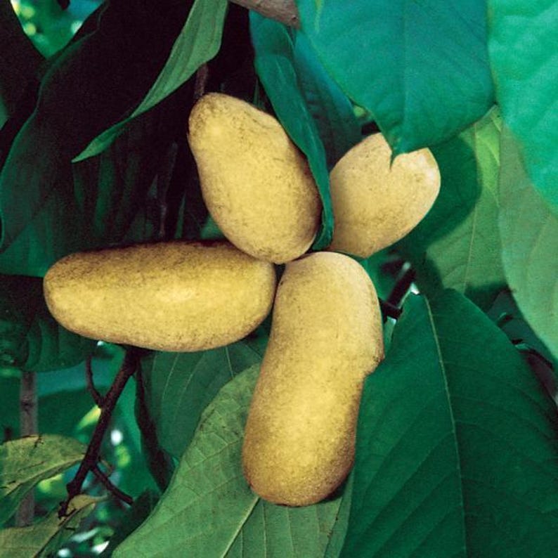Mango Pawpaw Trees 1 ft Tall - Asimina triloba - Cold-Hardy, Large Fruit, Sweet Vanilla Flavor