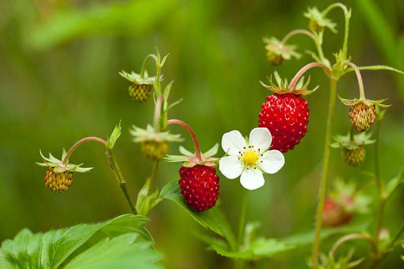 Wild Strawberry Plant - 1 Bare Root - Fragaria vesca - Edible Perennial Ground Cover