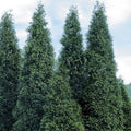 Green Giant Arborvitae Plant 4" Container Thuja Green Giant Evergreen for Hedges, Full Sun to Partial Shade