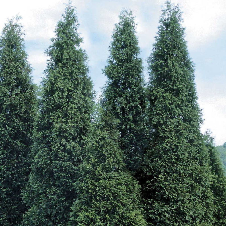 Green Giant Arborvitae Plants - 4" Containers, Thuja Green Giant - Ideal for Hedges, Full Sun to Partial Shade