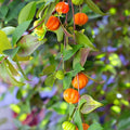 1 Surinam Cherry Plant (Eugenia uniflora) | Bare Root Starter | Pitanga | Tropical Fruit Tree | Edible Hedge | Fast Growing