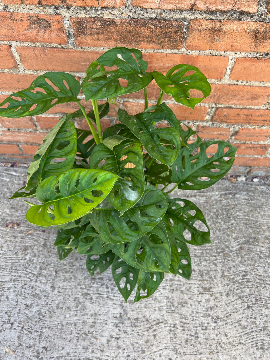 Monstera Adansonii