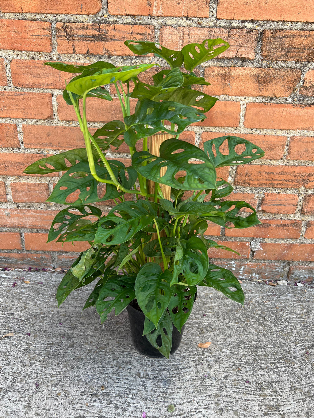 Monstera Adansonii