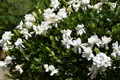 12 Unrooted Cuttings Old Southern Gardenia, 63-Year-Old Plant, Fragrant Flowers, Ideal for Propagation, Grow Your Own Gardenia Plant