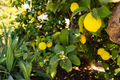3 Meyer Lemon Tree Scions Cuttings For Rooting and Grafting