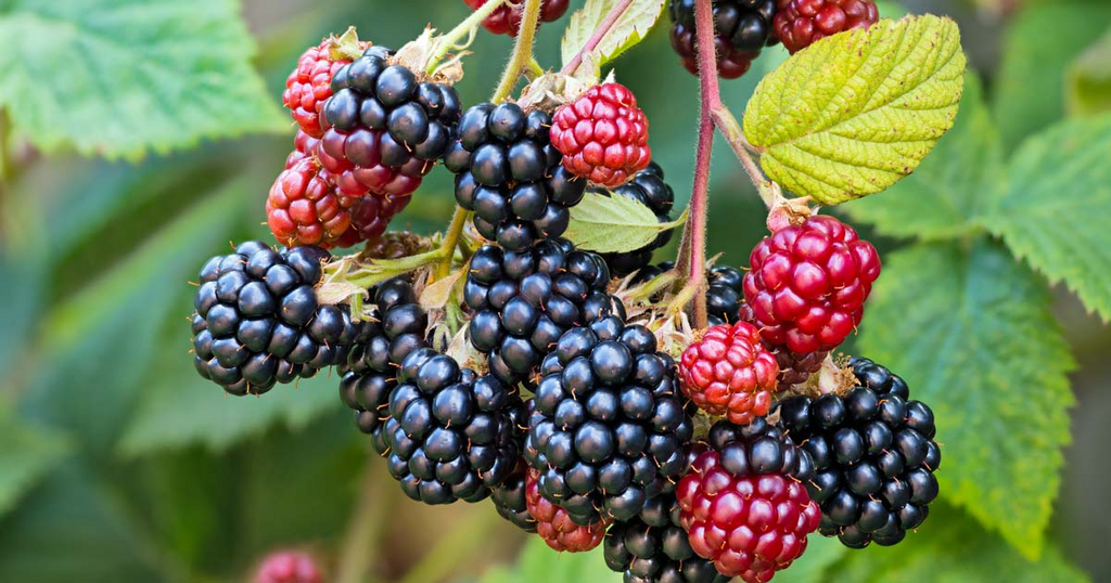 5 Blackberry Scion Unrooted Cuttings (Rubus fruticosus), Perfect for Rooting or Grafting, Hardy Fruit Plant