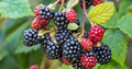5 Blackberry Scion Unrooted Cuttings (Rubus fruticosus), Perfect for Rooting or Grafting, Hardy Fruit Plant