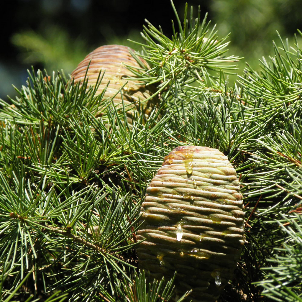5 Seeds Cedrus Libani (Lebanon Cedar) for Planting - Evergreen Conifer Tree, Drought-Tolerant, Mediterranean Tree, Landscape & Garden Use