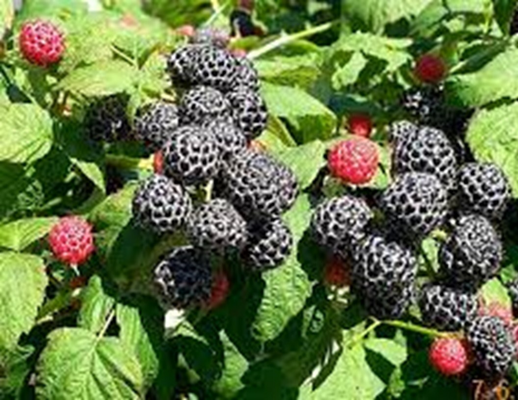 Raspberry Cuttings - 12+ Live Cuttings, Hardy Perennial, USDA Zones 3-9