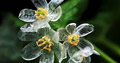 10 Skeleton Glass Flower Seeds – Diphylleia grayi – Rare Transparent Petals – Ghost Flower Seeds for Garden