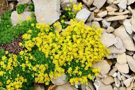 5 Ground Cover Golden Creeping Sedum, Yellow Perennial, Sedum acre, Drought Tolerant, Low Maintenance, Bare Root Plants for Garden