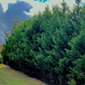 Leyland Cypress Cuttings - 10 Pack - Fast Growing Privacy Screen - Evergreen Hedge - Zones 6-10 -