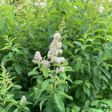 White Meadowsweet - 5 Starter Plugs Seedlings, Spiraea alba, Native Perennial