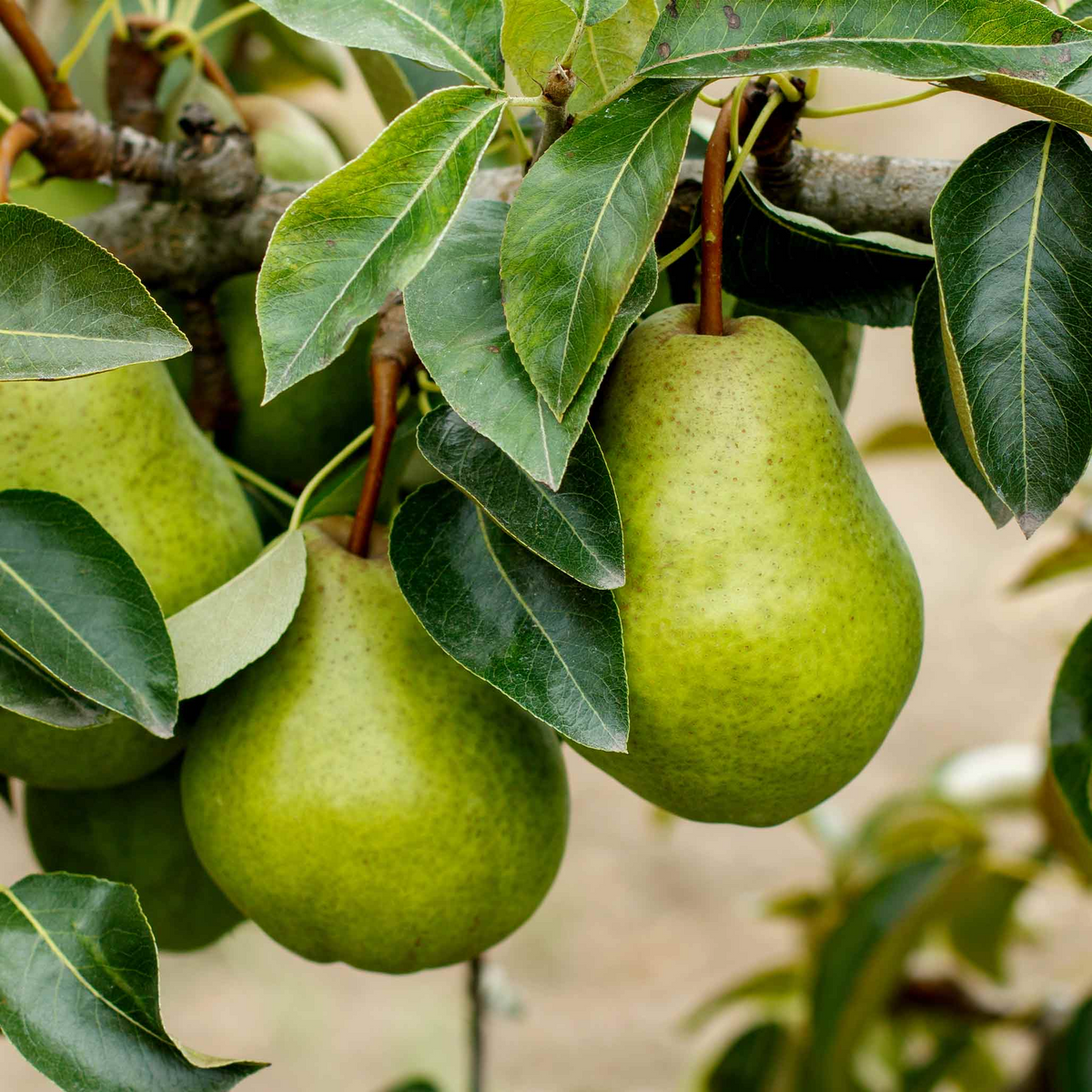 8 Kieffer Pear Scion Wood Cutting - 7-10", Pyrus calleryana, Hardy Fruit Tree, Ideal for Rooting or Grafting, Fruit Tree Propagation
