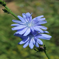 100 Chicory Wildflower Seeds | Cichorium intybus | Non-GMO Blue Flower Seeds for Pollinator Gardens & Meadows
