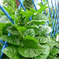 500 mg Seeds Malabar Spinach Green Vines – Basella alba | Heirloom Vegetable for Planting, Lush Growth & Nutritious Harvests