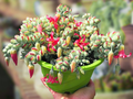 3 Unrooted Cotyledon Pendens Succulent Cuttings - 3-4 inch Long - Easy Grow, Propagation Plants