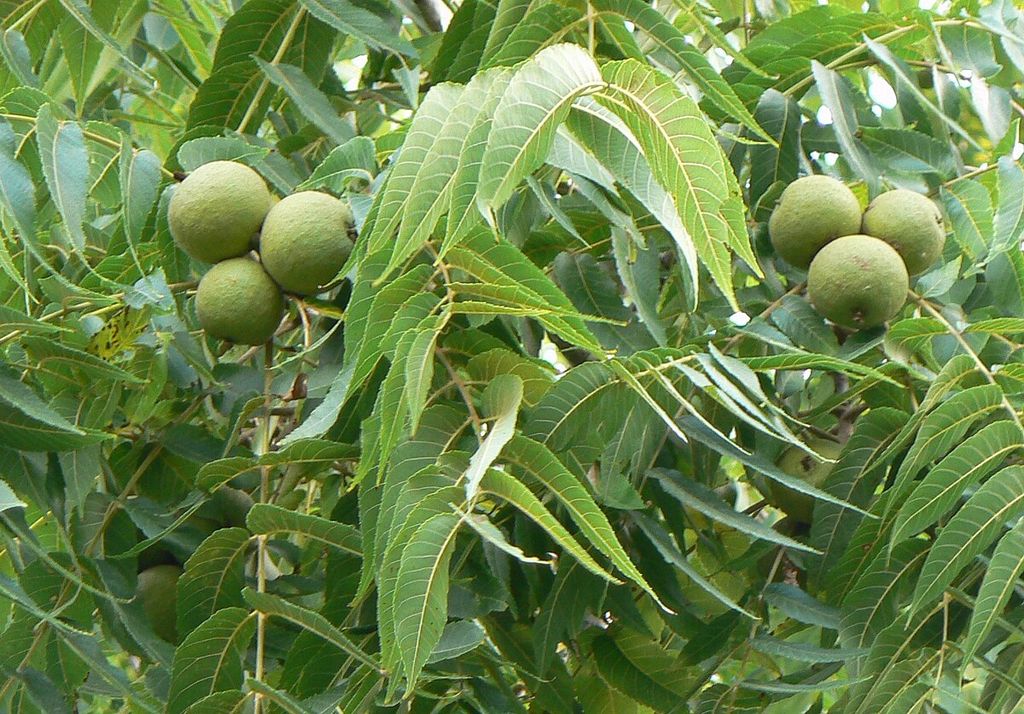 16 Black Walnut Tree Unrooted Cuttings - Juglans Nigra, Edible Nut, Wildlife-Friendly, Propagation Cuttings for Growing, Hardy Tree Scions