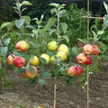 4 Star Apple Cutting 5-6" Unrooted for Grafting – Tropical Fruit Tree (Annona sp.) – Exotic Fruit, Propagation, Apple, Tropical Gardening
