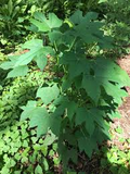 Chaya Tree Cuttings - 3 Live 6-8 Inch Stems, Cnidoscolus aconitifolius, Mayan Spinach, Tropical Edible Plant, Fast Growing