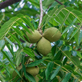 20 Black Walnut Seeds - Juglans nigra | Hardy Perennial Nut Tree | Shade-Giving Tree for Northern Landscapes & Orchards