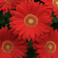 Deep Red Gerbera Daisy Seeds – 200+ Vibrant Red Blooms – Perennial Flower for Borders, Containers & Cut Gardens – USA