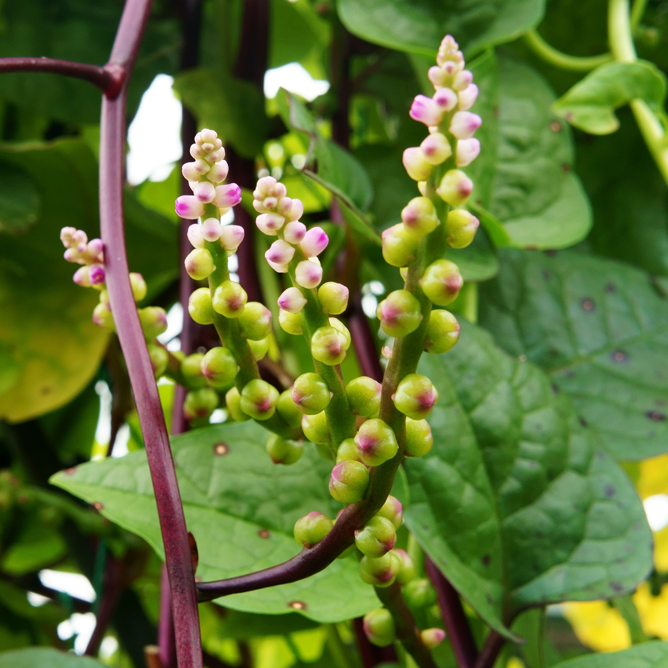 500 mg Seeds Malabar Spinach Red Stem – Basella alba/rubra | Heirloom Vegetable for Planting & Thriving Summer Harvests