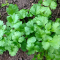 Cilantro Leisure Coriander Seeds – 1g for Planting, Heirloom Variety, Fast Growing, Fragrant Flavorful, High Yield, Garden & Container