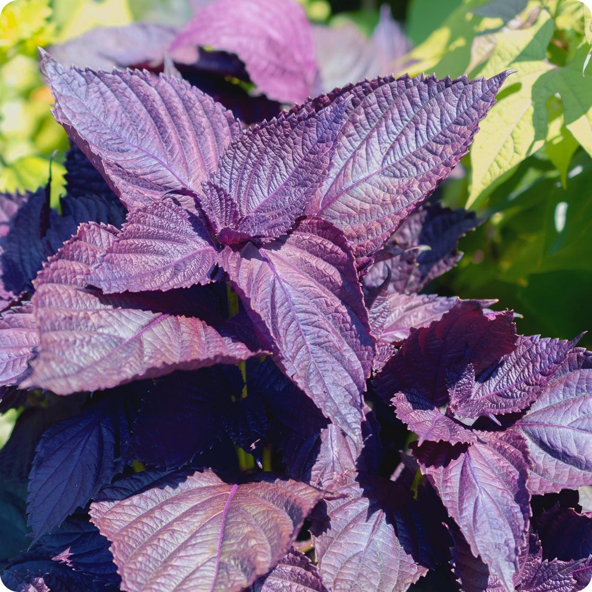 500mg Perilla Red Aka Shiso Seeds Perilla frutescens | Aromatic Herb, Non-GMO, Asian Cuisine, Red Leaves, Wraps, Garnishes & Pickling