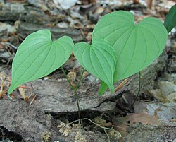 3 Wild Yam Plants, Dioscorea villosa, Bare Root Perennials, Organic Vine Bulbs, Native Wildflower
