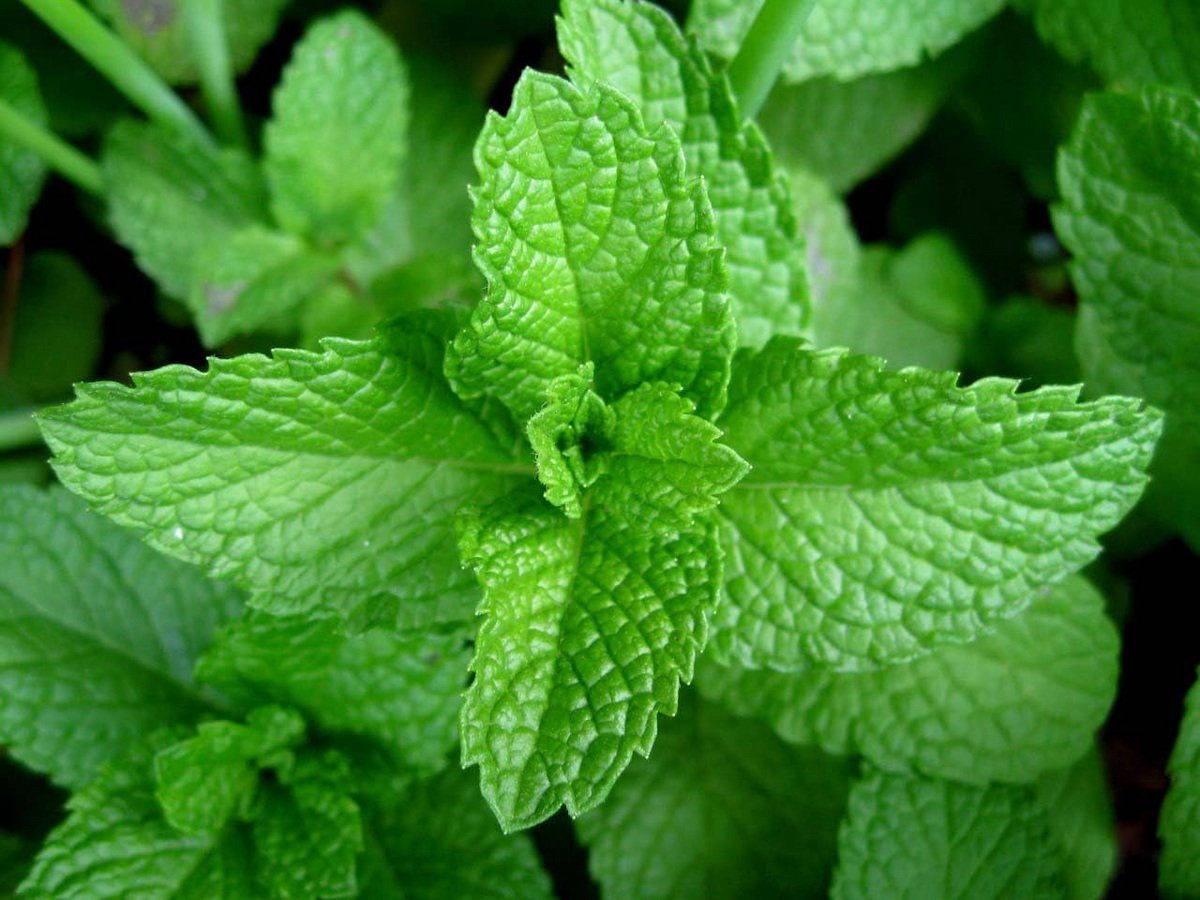 Peppermint Seeds | Heirloom - Non-GMO | 500 Seeds | Fragrant Herb | Culinary & Decorative Uses | USDA Zones 3-10 |