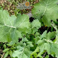 300 Seeds Kale Dwarf Siberian Improved Brassica oleracea | Non-GMO, Heirloom, Nutritious, Easy to Grow, Perfect for Winter Greens