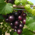 Muscadine Grape Seeds (Vitis rotundifolia) | 5 Seeds | Sweet Edible Grapes | Native Vine | Ideal for Wine & Jellies