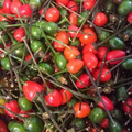 250mg Chiltepin Hot Pepper Seeds Capsicum annuum | Wild Chili, Very Hot, Non-GMO, Rare Native Pepper for Culinary & Medicinal Uses