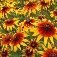 2500 Seeds Daisy Gloriosa (Rudbeckia hirta) – Vibrant Yellow and Red Blooms for Gardens, Pollinator-Friendly and Hardy Flower Seeds