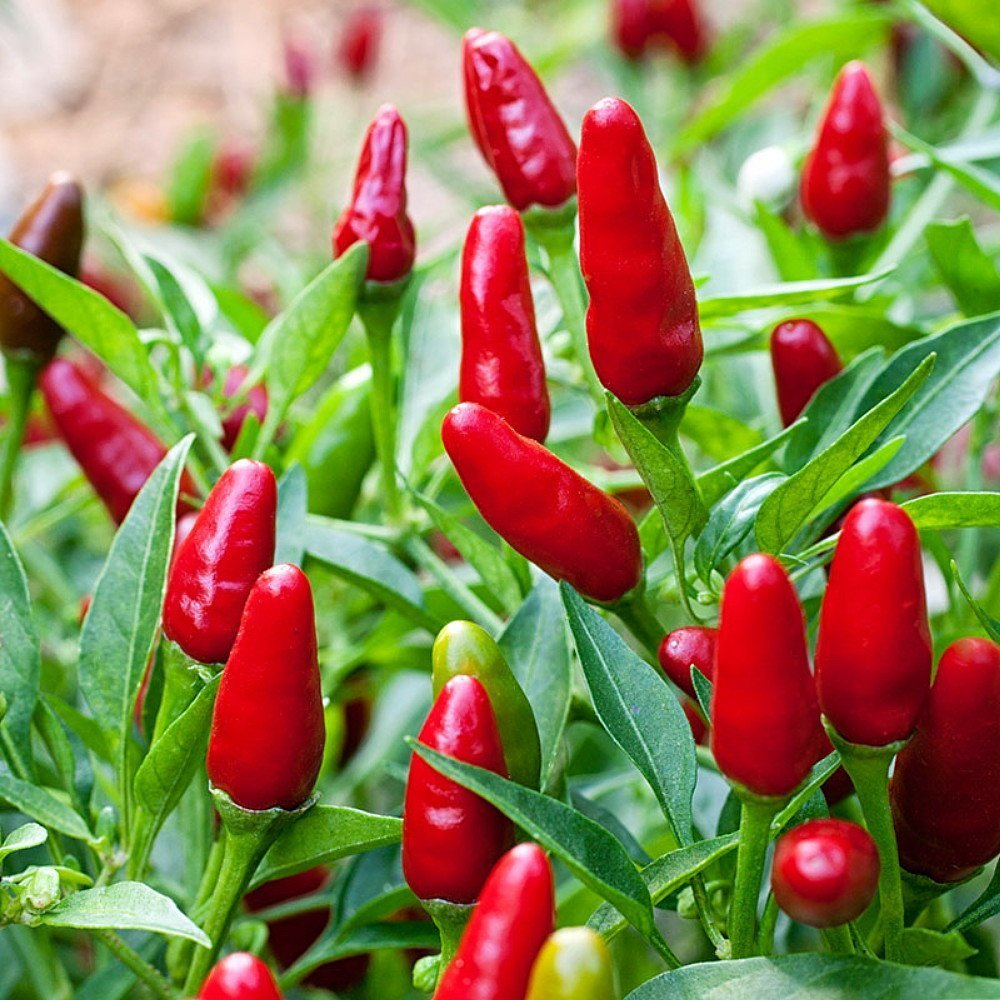 30 Seeds Chile Piquin Hot Pepper – Capsicum annuum | Heirloom Tiny Chili Peppers for Planting, Gardening & Spicy Culinary Use