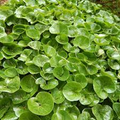 Wild Ginger Seeds – Asarum canadense – 100mg for Planting, Native Groundcover, Heart-Shaped Leaves, Shade-Loving Woodland Plant
