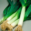 300mg American Flag Leek Seeds Allium ampeloprasum | Heirloom, Non-GMO, Cold-Hardy, Easy to Grow, Delicious in Soups & Culinary Dishes