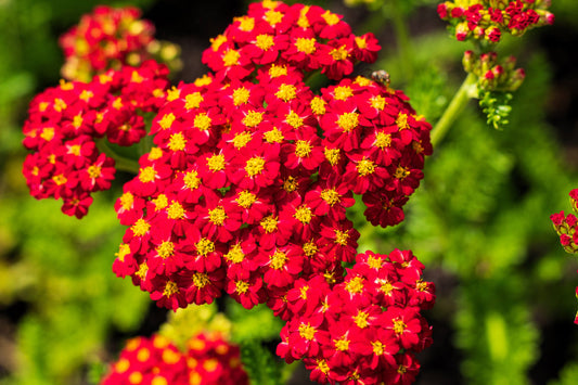 1000 Seeds Red Yarrow – Achillea millefolium, Hardy Perennial Wildflower