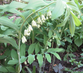 10 True Solomon's Seal Plants (Polygonatum biflorum) - Bare Root
