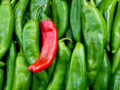 Hatch Giuzeppi Hot Pepper Seeds – 250mg for Planting, Medium Heat, New Mexico Style Chili, Great for Roasting, Salsas & Grilling