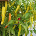 Hungarian Yellow Wax Hot Pepper Seeds – 300mg for Planting, Heirloom Variety, Mild to Hot, High Yield, Heat Tolerant, Garden & Container