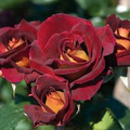 3 Dark Night Rose Cuttings Red & Yellow Blooming Bush Perennial