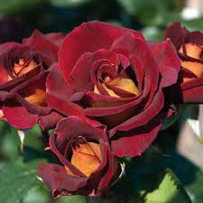 3 Dark Night Rose Cuttings Red & Yellow Blooming Bush Perennial