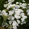2500 Seeds White Yarrow, Achillea Millefolium, Hardy Perennial Wildflower for Pollinator Gardens
