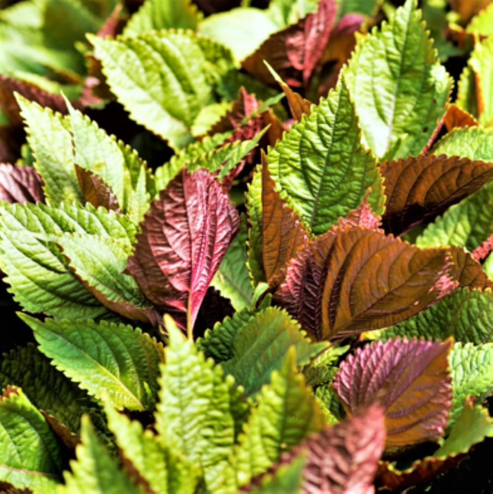500mg Perilla Shiso Jeok Ssam Ip Seeds Perilla frutescens | Red-Leaf Asian Herb, Aromatic, Non-GMO, Korean Wraps, Pickling & Garnishes