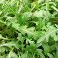 NON-GMO Arugula Microgreen Seeds - 12 oz for Sprouting Sprouts - High Germination Rate, Organic Gardening
