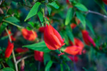 Red Turk's Cap 2 Starter Plants, Malvaviscus arboreus Sleeping Hibiscus, Unique Red Flowers for Gardens, Containers & Tropical Spaces