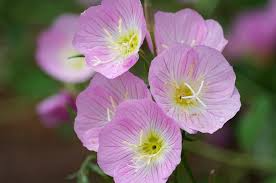 Showy Evening Primrose 100 Seeds, Oenothera Speciosa, Pink Perennial Wildflower